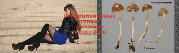 PSILOCYBIN Зеленодольск